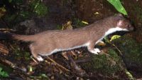 Stoats persist on the island despite continued trapping. Image courtesy of Nga Manu Images