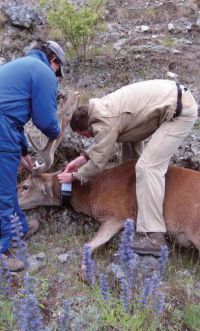 Fitting a GPS collar onto a red deer stag for a movement study. Image - Peter Anderson