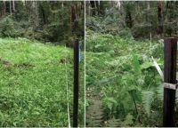 Mist flower in the Kangaroo Hills, Victoria, before and after establishment of the white smut. Image – Louise Morin