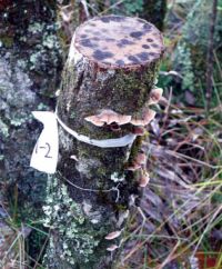 Grey willow in the field showing typical silver leaf fungus disease following treatment.