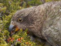 Nationally endangered, the kea was once killed to limit losses of sheep due to concerns by high country sheep farmers. Here, a kea is feeding on Coprosma berries in the Otirā valley, Arthur’s Pass. Image – Chris Morse. 