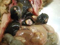 TB lesions in the liver of a possum; infecting a possum with TB. Image - Carlos Rouco