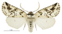 Declana toreuta (male). Geometridae: Ennominae. 