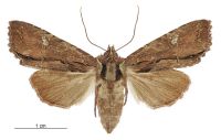 Meterana diatmeta (female). Noctuidae: Noctuinae. 