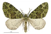 Austrocidaria callichlora (male). Geometridae: Larentiinae. 