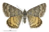Dasyuris anceps anceps (female). Geometridae: Larentiinae. 