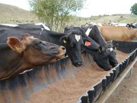 Cattle at a feed trough near Lake Taupo – Caroline Thomson