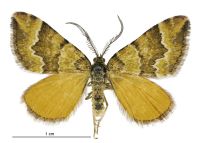 Asaphodes cinnabari (male). Geometridae: Larentiinae. 