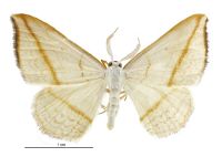 Orthoclydon pseudostinara (male). Geometridae: Larentiinae. 