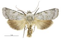 Physetica caerulea (male). Noctuidae: Noctuinae. 