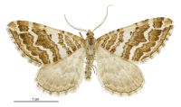 Asaphodes declarata (male). Geometridae: Larentiinae. 