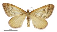 Asaphodes helias (male). Geometridae: Larentiinae. 