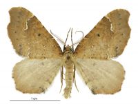 Asaphodes camelias (male). Geometridae: Larentiinae. 