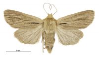 Tmetolophota acontistis (female). Noctuidae: Noctuinae. 