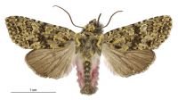 Meterana pictula (male). Noctuidae: Noctuinae. 