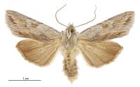 Graphania prionistis (male). Noctuidae: Noctuinae. 