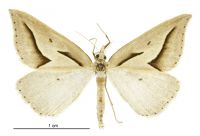 Samana acutata (male). Geometridae: Oenochrominae s. lat.. 