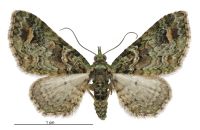 Chloroclystis inductata (female). Geometridae: Larentiinae. 
