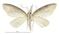 Microdes epicryptis (male). Geometridae: Larentiinae. 