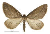 Epiphryne charidema charidema (male). Geometridae: Larentiinae. 