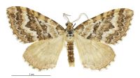 Asaphodes stephanitis (male). Geometridae: Larentiinae. 
