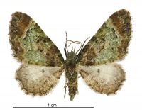 Pasiphila sandycias (male). Geometridae: Larentiinae. 