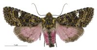 Meterana meyricci (female). Noctuidae: Noctuinae. 