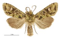 Graphania plena (male). Noctuidae: Noctuinae. 