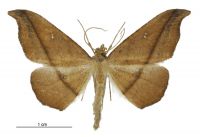 Sarisa muriferata (male). Geometridae: Ennominae. 