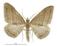 Epyaxa venipunctata (male). Geometridae: Larentiinae. 