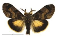 Teia anartoides (male). Erebidae: Lymantriinae. Introduced, eradicated