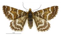 Dasyuris callicrena (female). Geometridae: Larentiinae. 