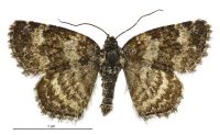 Dasyuris octans (male). Geometridae: Larentiinae. 