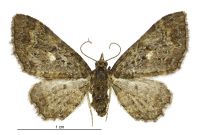 Pasiphila lunata (female). Geometridae: Larentiinae. 