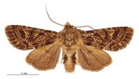 Graphania brunneosa (male). Noctuidae: Noctuinae. 