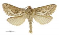 Aoraia insularis (male). Hepialidae: . 