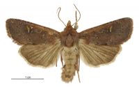 Tmetolophota alopa (male). Noctuidae: Noctuinae. 