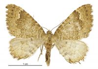 Asaphodes chionogramma (female). Geometridae: Larentiinae. 