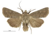 Graphania homoscia (male). Noctuidae: Noctuinae. 