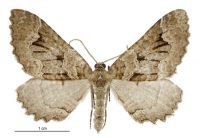 Austrocidaria cedrinodes (male). Geometridae: Larentiinae. 