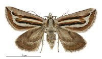 Aponotoreas synclinalis (female). Geometridae: Larentiinae. 