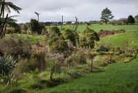 Riparian plans are part of the Sustainable Dairying Water Accord. Photo credit: DairyNZ