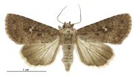 Condica illecta (male). Noctuidae: Condicinae. Irregular migrant to New Zealand
