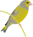 Greenfinch  factsheet