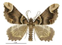 Asaphodes chlamydota (male). Geometridae: Larentiinae. 