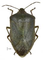 Brown colour form of Nezara viridula (less frequently seen).