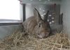 Wild rabbit in captivity