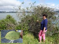 Jenny Dymock with a defoliated plant at Whangaroa Harbour. Inset: infected leaf.