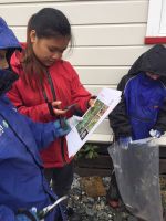 Students collecting and recording groundsel 