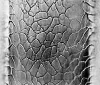 Guard hair scales, shield region: Broad petal, smooth margins, distant separation (magnification 468x)